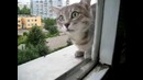 Кошак домой хочет
