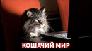 Коты – животные, нарушающие законы природы
