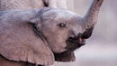Доклад WWF: популяции животных сокращаются, но надежда на восстановление есть