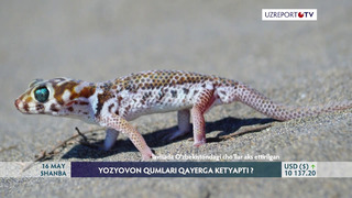 Yozyovon qumlari qayerga ketyapti