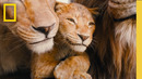 The Power of the Pride | National Geographic | Mufasa: The Lion King