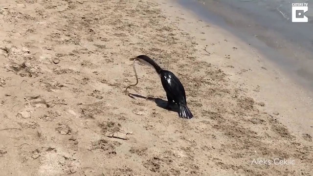 Голодный баклан проглотил ядовитую змею на побережье в австралии