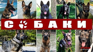 Собаки на службе полиции США Флорида [К-9 в деле выпуск 4]