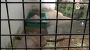 Капибара в Японии. Не Только Котики Бывают Милыми