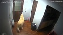 Побег собаки из Ветеринарии