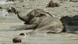 Baby Elephant’s Struggle to Survive (Part 3) | Elephant Nomads of the Namib Desert | BBC Earth