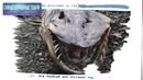 Засекреченные списки. Самые страшные твари и где они обитают