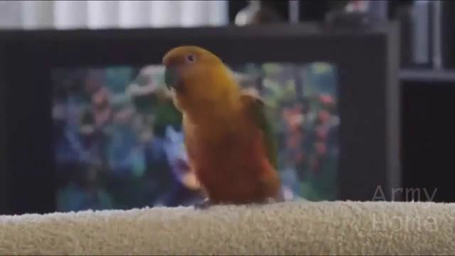 Приколюха #287