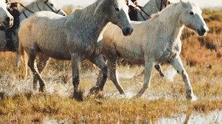 The Cowboys of Camargue | Relax, Mindfulness, Sleep | BBC Earth