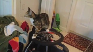 Кошак и колесо