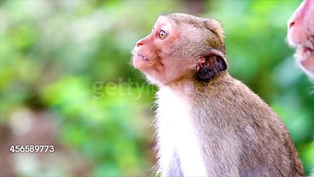 Must see – singing monkey freaks out