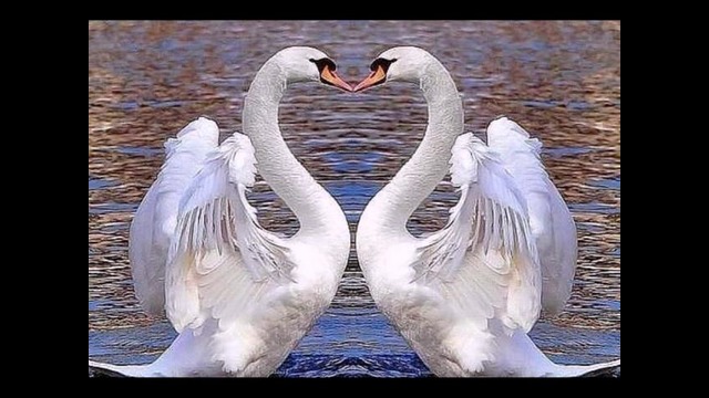 Д. Колдун. Я буду любить тебя