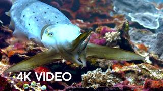 Cuttlefish Hypnotises Prey | Blue Planet II | BBC Earth