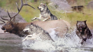 Эти Волки ИЗМЕНИЛИ течение РЕК! Невероятный эксперимент по возвращению хищников