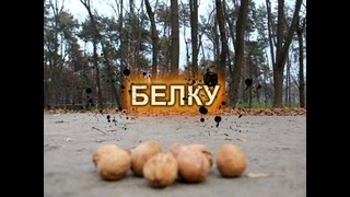 Ручные белки в киевском парке