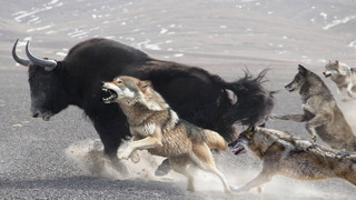 Они охотятся даже на ЯКОВ! Тибетские Волки – бесстрашные хозяева гор