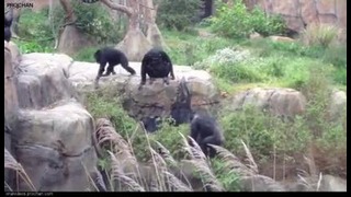 В зоопарке шимпанзе избили енота