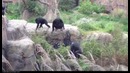 В зоопарке шимпанзе избили енота