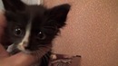 Бездомный котенок Тимка