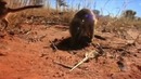 Сурикаты (лат. Suricata suricatta)