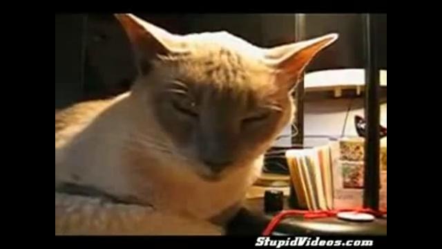 Котэ уснул №2