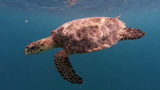 Плавал с черепахами | читайте описание