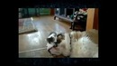 Ржач с котами