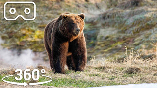 Bears Brave Boiling Pools To Feed | VR 360 | Seven Worlds, One Planet