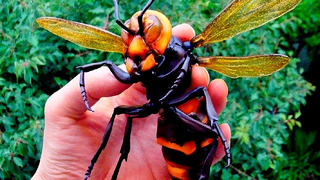 Самые опасные насекомые которые существуют сегодня