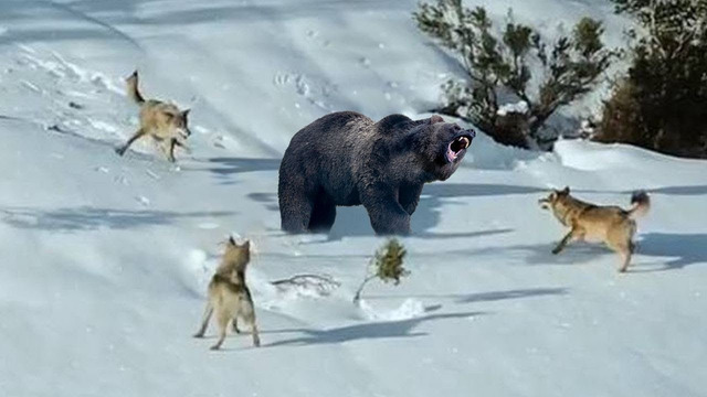 Эти Волки Окружили Огромного Медведя. Вот Что Было Дальше