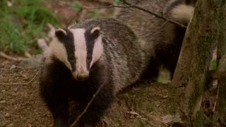 Lost Badger Cub Reunites With Family | Natural World: Badgers Secrets of The Sett | BBC Earth