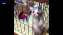 Coub Вести – Лучшее в Coub [ПРИКОЛЫ] Осенний Джаз