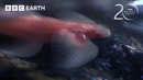 The Strange World of Troglobites | 20 Years of Planet Earth | BBC Earth