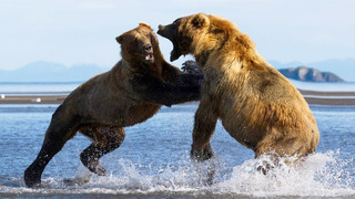 Кадьяк – самый Огромный и агрессивный Медведь! Свирепый титан Аляски