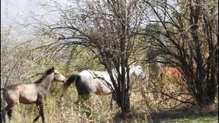 Laylo Alieva-Uzbekiston