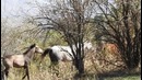 Laylo Alieva-Uzbekiston