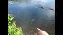 Собаки – рыболовы