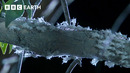 Extraordinary Insect Emergence at Night | BBC Earth