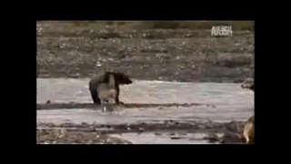 Гиены vs Волков – Волки vs Медведя