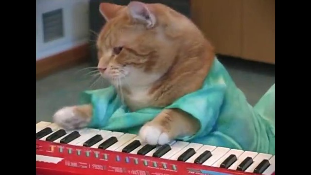 Keyboard Cat (Кот-Пианист)