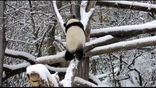Семья панд наслаждается снегом