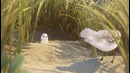 Piper | Пайпер – новая короткометражка Pixar