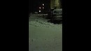 Волк-инвалид прибился к стае собак в Кандалакше