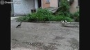 Котёнок против вороны