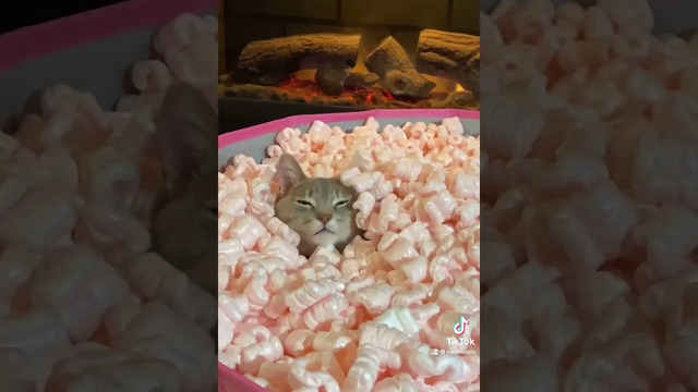 Cute Cat In Styrofoam Pit #shorts