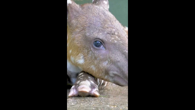 A baby baird tapir to brighten your day