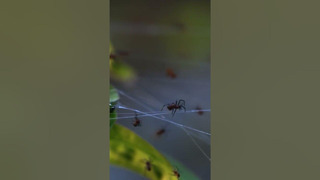 Колония пауков
