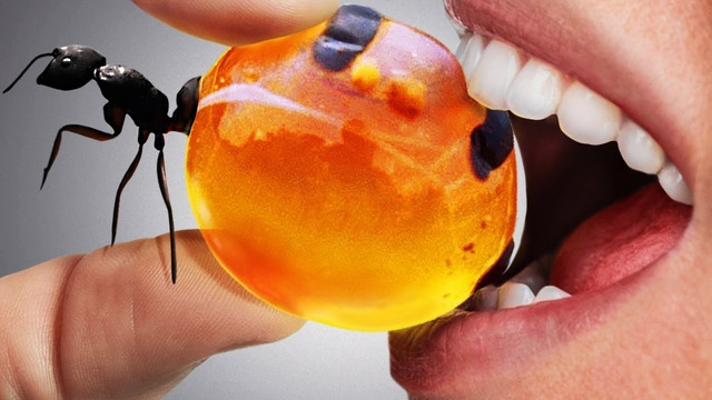 10 Насекомых, Которых Вы Можете Съесть. Они Очень Вкусные