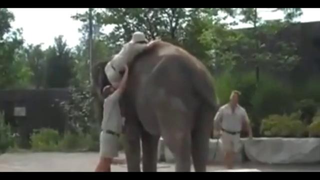 Как не надо сесть на слона
