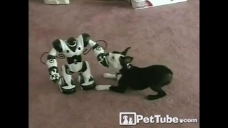 Робот vs собака